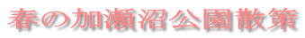 春の加瀬沼公園散策