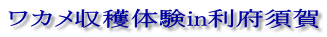 ワカメ収穫体験in利府須賀