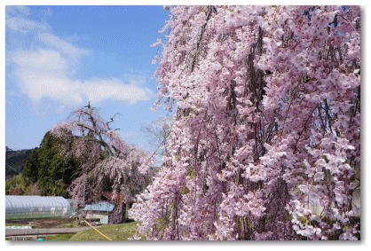 春日の枝垂れ桜　鈴なりとはまさにこのこと、綺麗に咲き誇っています</FONT>