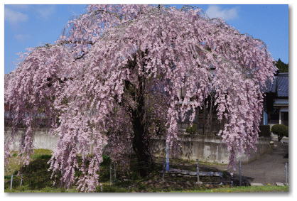 春日の枝垂れ桜　張り出した枝は、まるで腕を広げたように見える</FONT>
