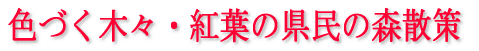 色づく木々・紅葉の県民の森散策 